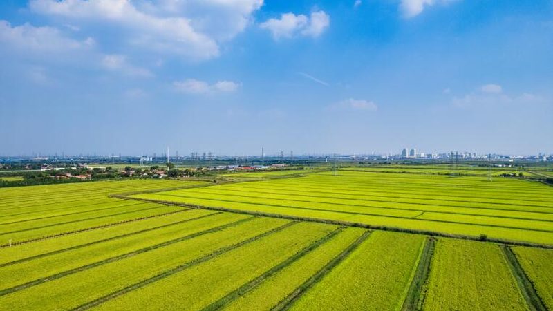 露天种植什么水果利润高