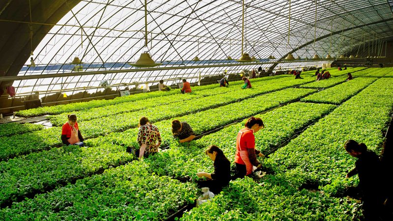 绿色食品检测项目定制方案：精准护航品质农业