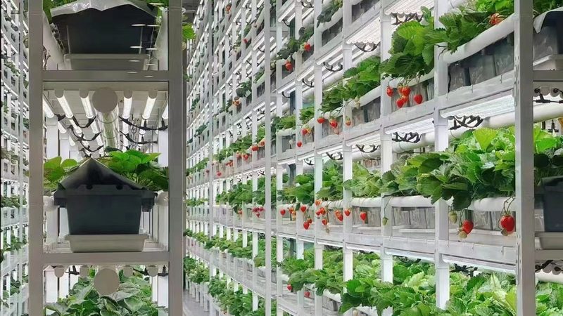绿色食品证书办理，农业转型新起点
